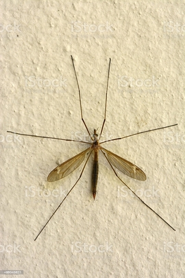 Faclan Ionadail airson 'Daddy-Long-Legs'